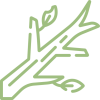 branch