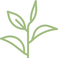 green-tea